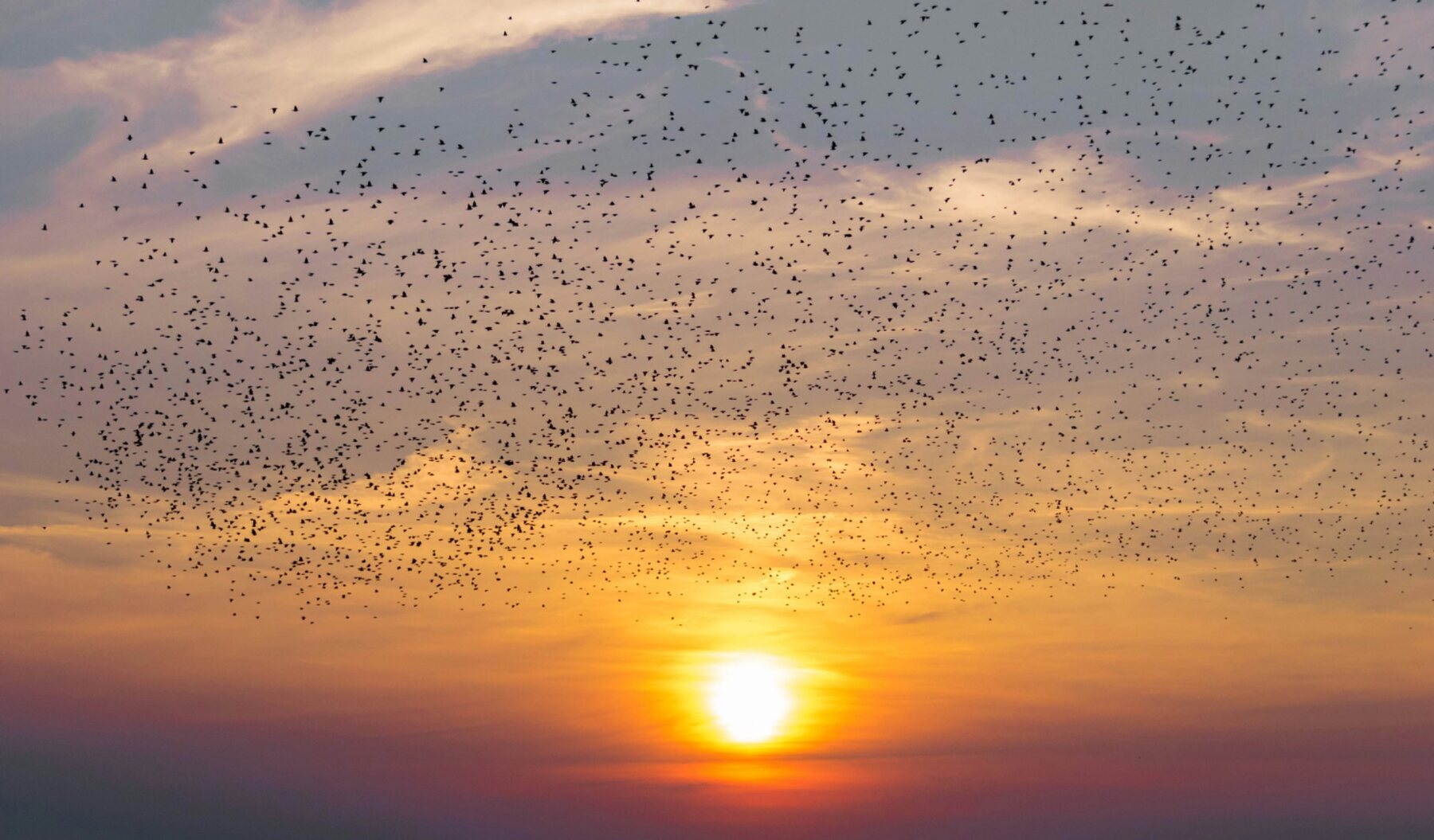Ein großer Schwarm Stare zieht im warmen Abendlicht über den Himmel.